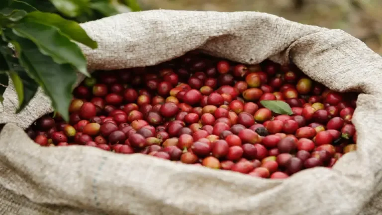 Del 1 al 4 de octubre, Neiva será la capital del café y el cacao con la FICCA 2026.